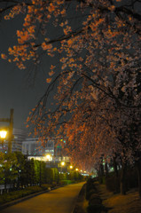 夜桜撮影　その２