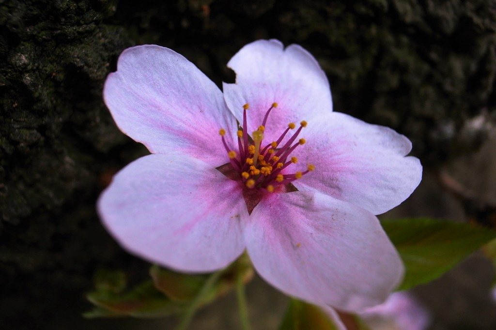 桜一輪