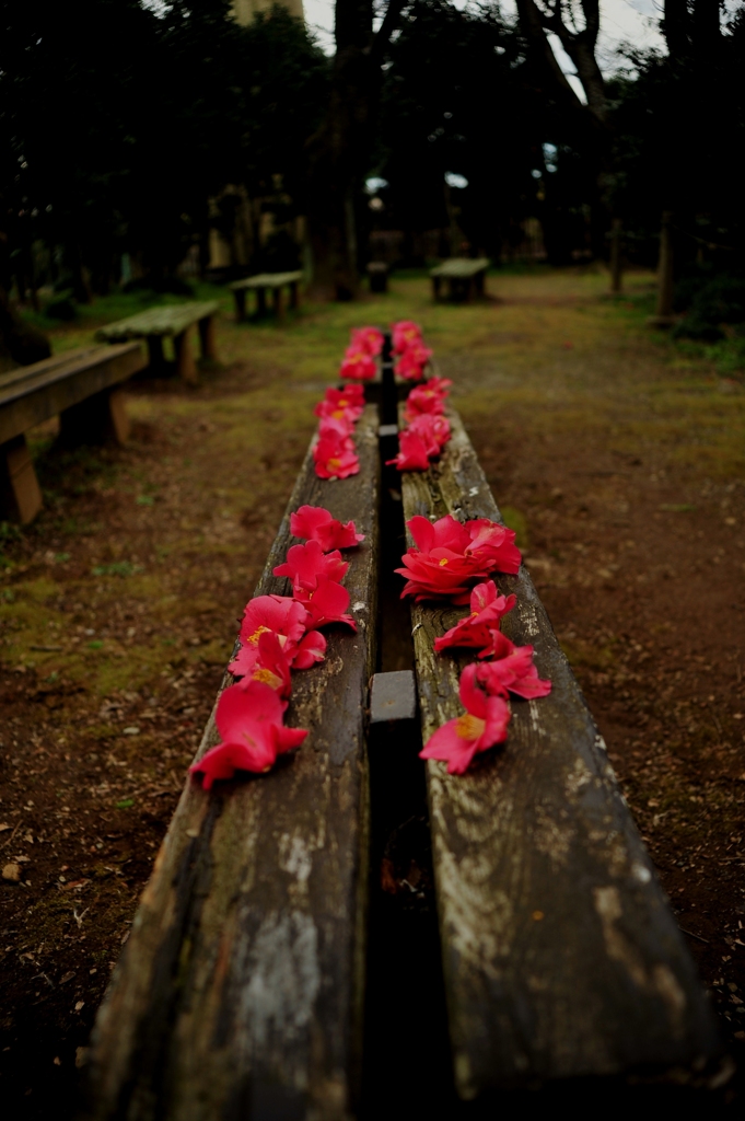Flower Runway