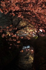 夜桜撮影