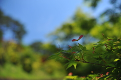 芽吹き