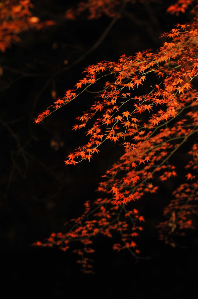 六義園ライトアップ