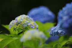 紫陽花