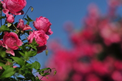 Pink in Blue