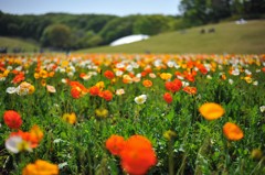 Island Poppy