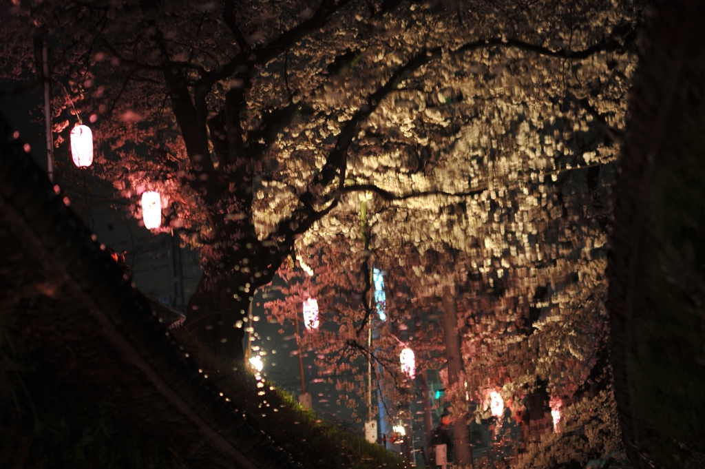 鏡桜