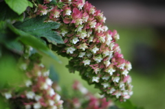 八重柏葉紫陽花