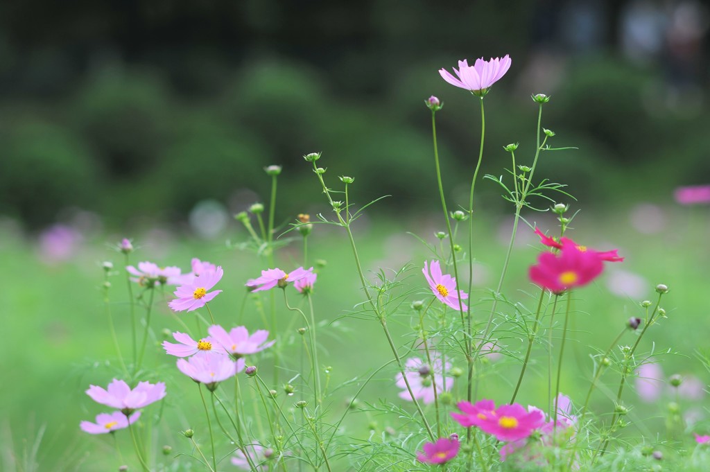 秋桜