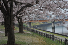 課題：花吹雪