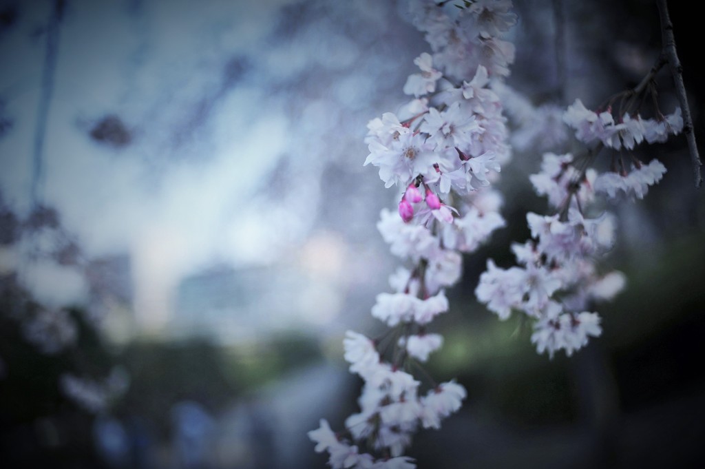 蕾