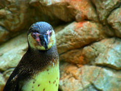 ペンギンちゃん