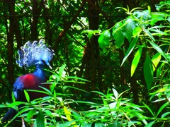 鳥　動物園にて