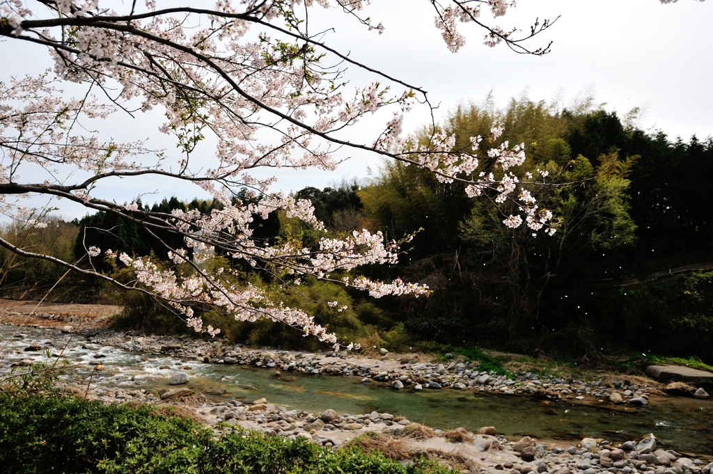 桜吹雪