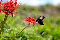 Red&Black