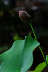 蓮華　～蕾～