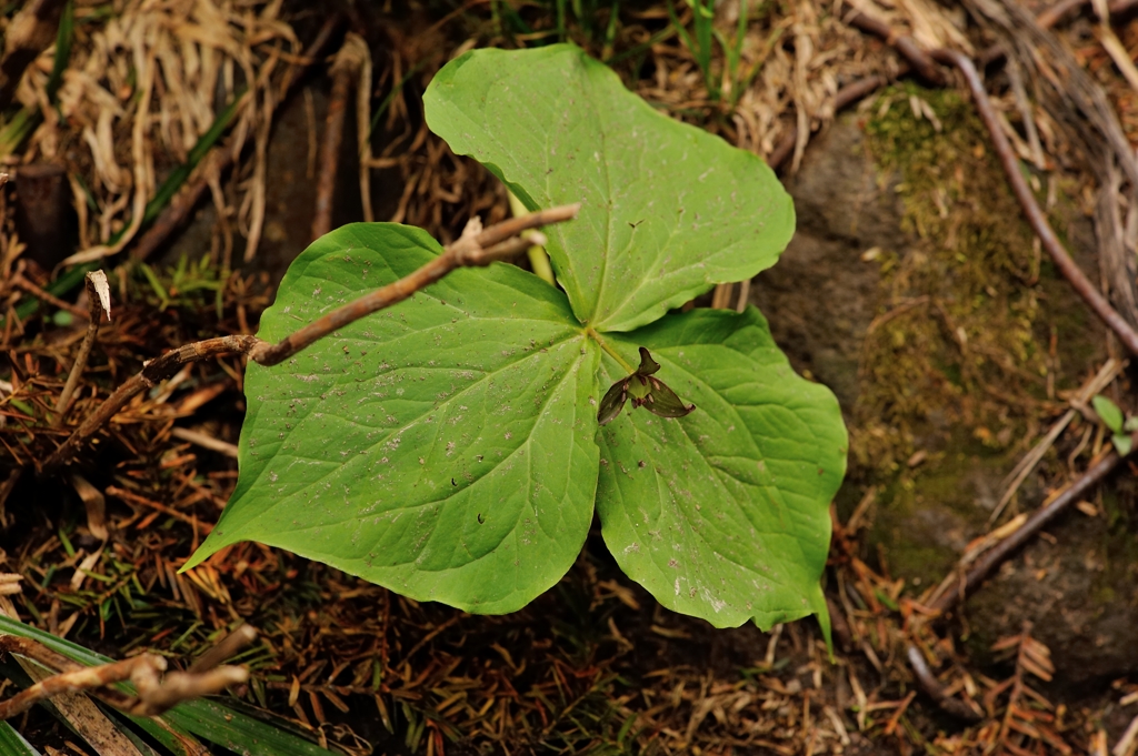延齢草