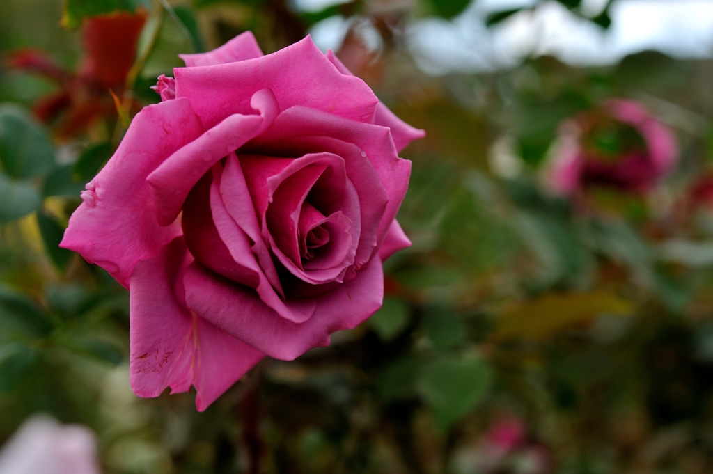 秋の薔薇