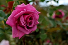 秋の薔薇