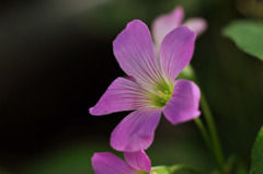 雑草に華