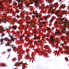 紅透かし