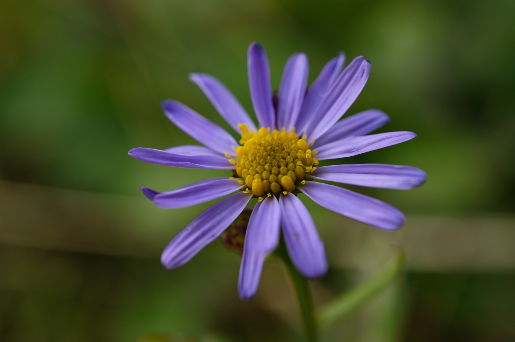 野紺菊