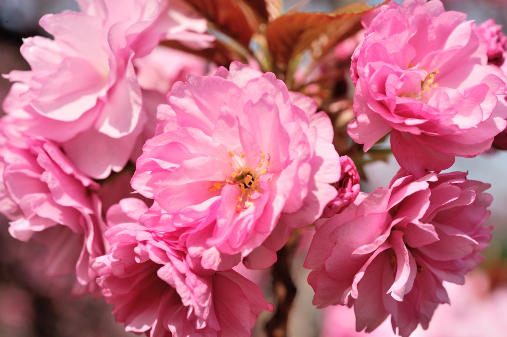 Pink bouquet