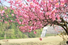 八重桜のある風景