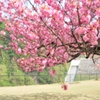 八重桜のある風景