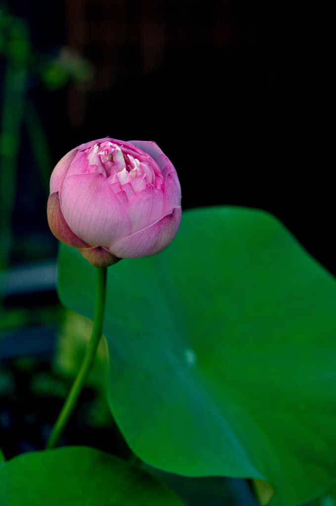 蓮華