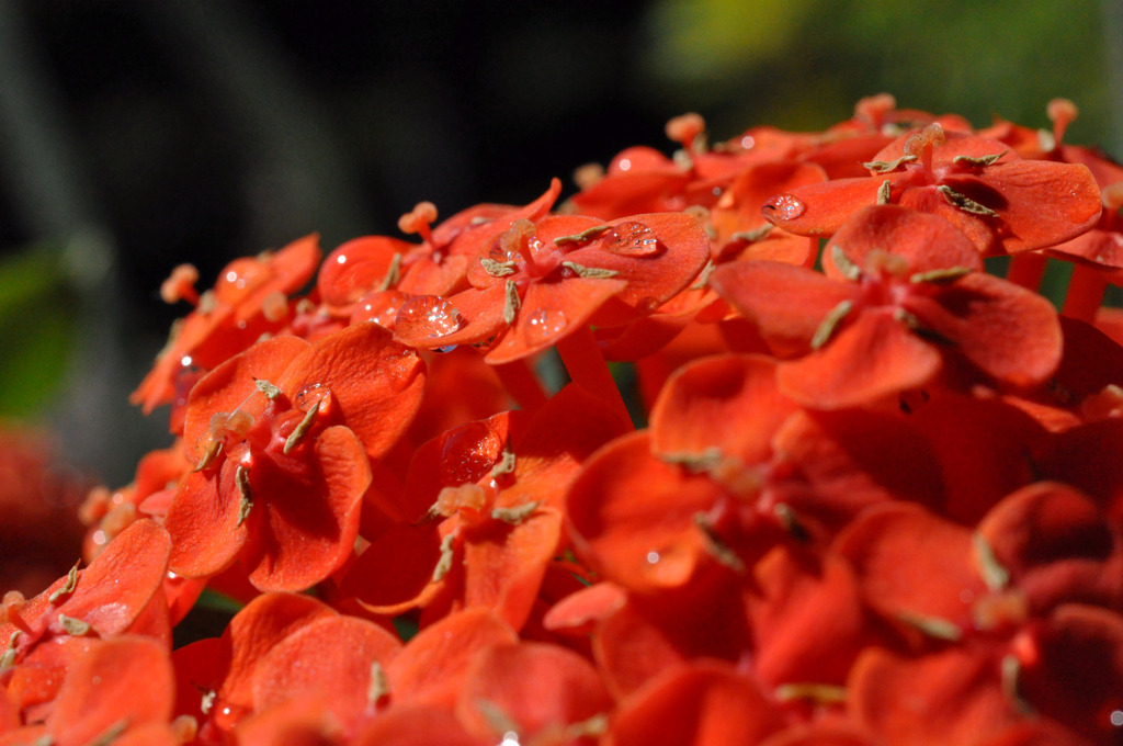 Coral orange