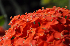 Coral orange