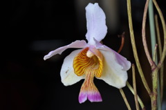 Vanda teres