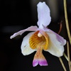 Vanda teres