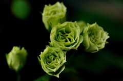 Green Rose