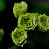 Green Rose