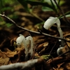 幽霊茸