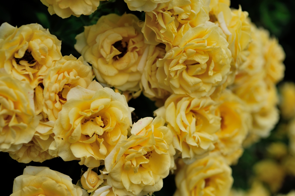 Yellow rose wall