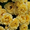 Yellow rose wall