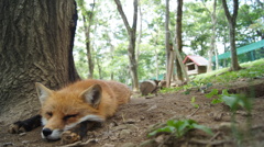 Zzz...