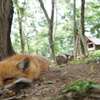 Zzz...