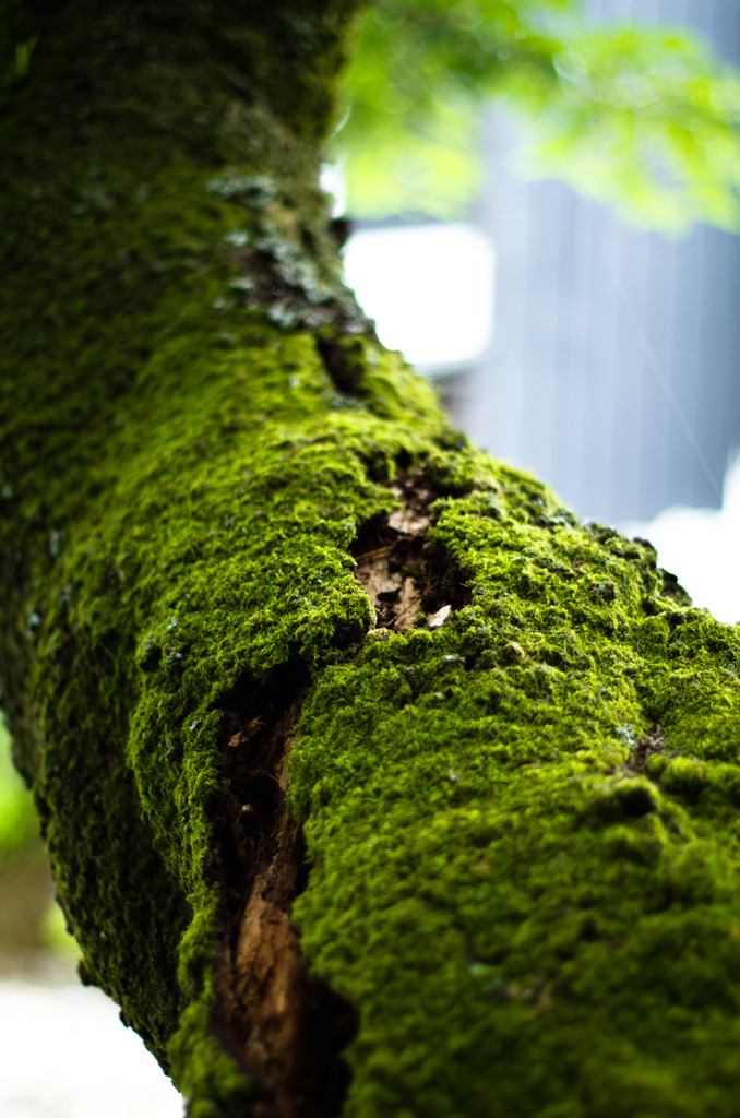 苔生し