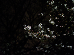 夜に観る桜