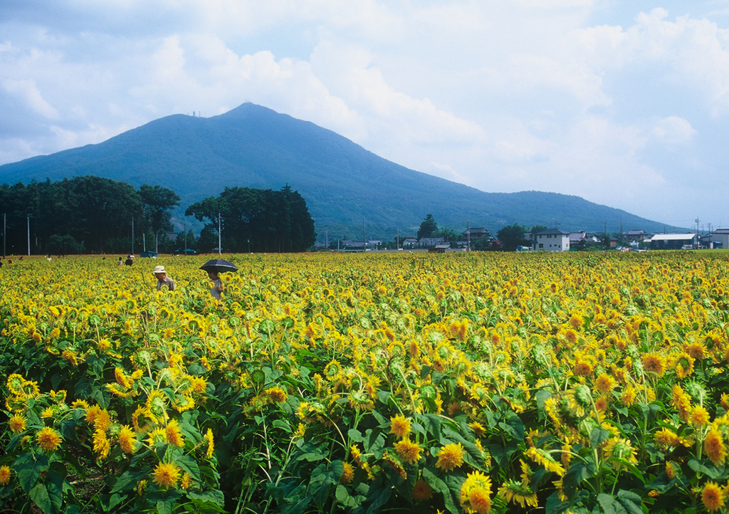 夏の情景