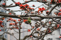 Bird and Flower