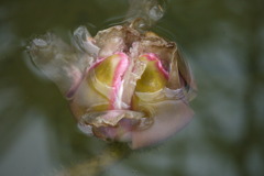 水中花の意味