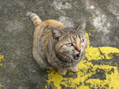 怒りの猫