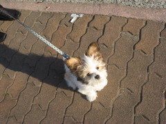 親 子犬