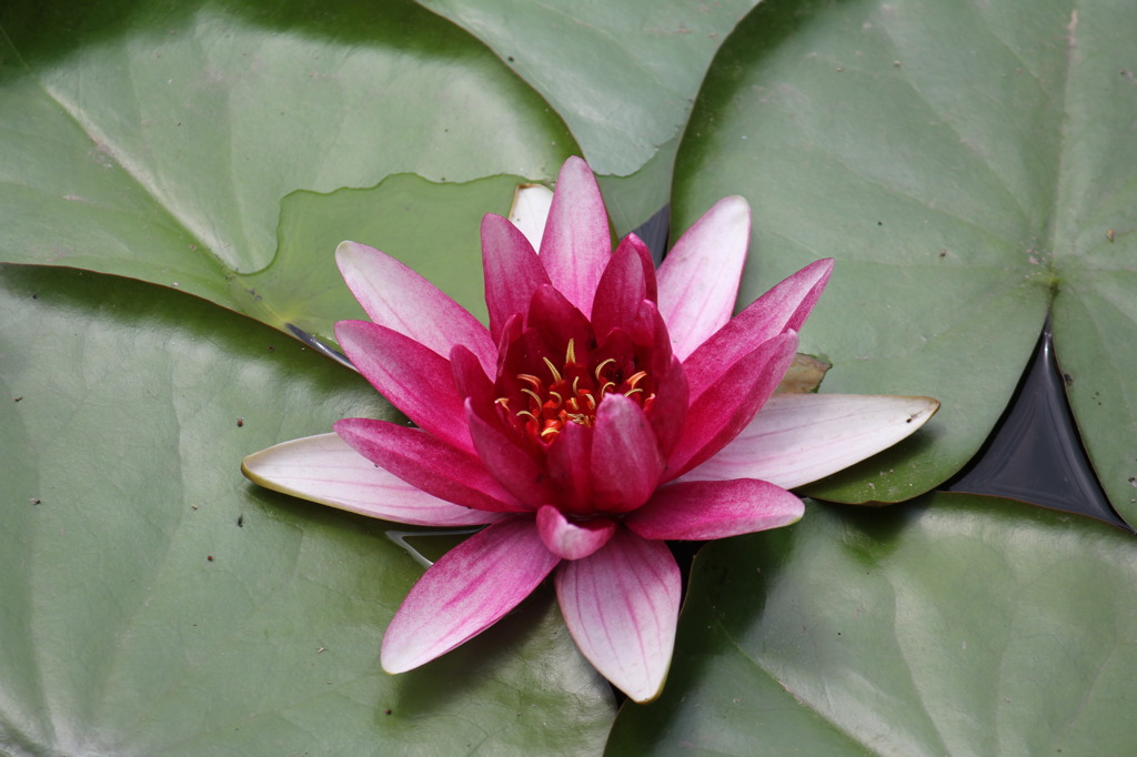 Purple Lotus