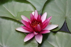 Purple Lotus