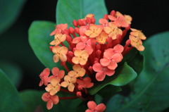 夏の花